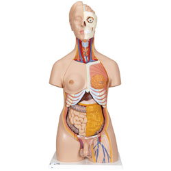 Torso maxi med kn