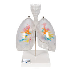 Keuhkot ja keuhkoputket