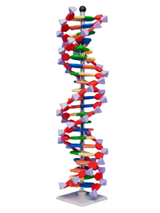 DNA-modellsats Demo