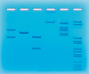 Restriktionsenzymers klyvning av DNA - Edvotek