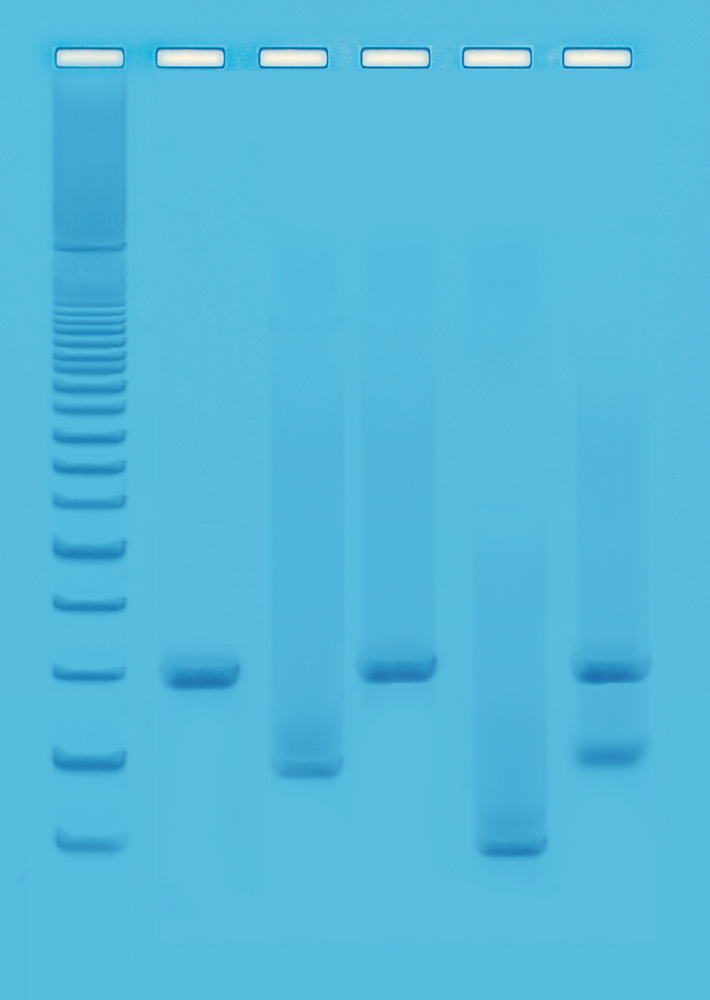 DNA fingerprinting med PCR II - Edvotek