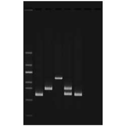 Test av vattenkvalitet med multiplex PCR - Edvotek