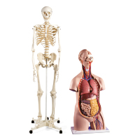 Anatomiamallit